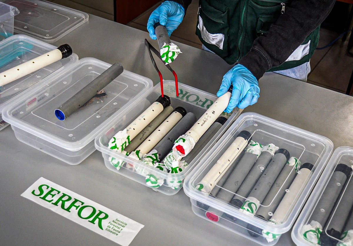 البيرو تصادر حشرات نادرة خلال محاولة تهريبها إلى هونغ كونغ